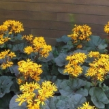 Buzulnik brit marie crawford: fotografija i opis